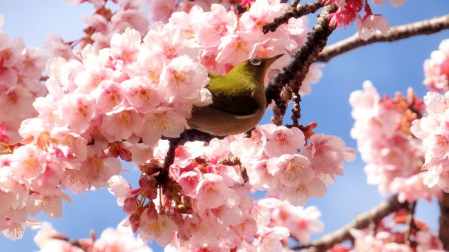 以前から伊豆の河津桜を見に行きたいと思いつつも、なかなか実現できずにいる私。どこか近くで桜が見られるところはないかと調べていたら、新宿御苑で河津桜と寒桜が見頃との情報が目に留まり、まずは近場で少し早めの春を楽しもうと出かけてきました♪<br />寒桜の一部は強風で散り始めていましたが、本数は少ないものの寒桜も河津桜もピンクの可愛らしい花を咲かせていて、とても綺麗！ひと足早い春を楽しみました。途中、メジロがたくさん飛んできて、初めてメジロを見ることができ、それが嬉しくて、ほぼメジロと寒桜の写真ですが…（^^；<br />宜しければご覧ください。<br />