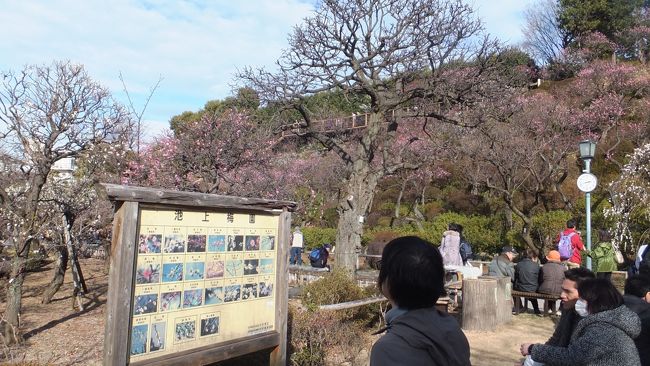 大田区立「池上梅園」に行ってきました。見頃には少し早く、３分咲きでした～。