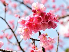 沖縄旅行ー１　ひとあし、お咲に！！桜前線スタートです！沖縄 本部八重岳の寒緋桜と瀬底島の夕日