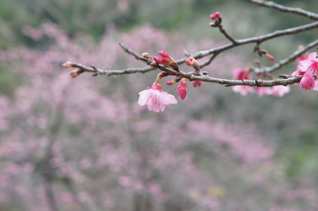 正月のチケットは高いので、少し時期をずらして帰省<br /><br />それを口実にあちこち回ってきました<br /><br />ほぼ沖縄がメインのような、、、