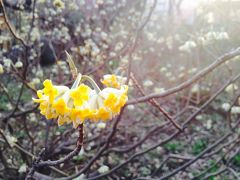 春の向島百花園