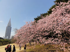 2016.2月　日帰りバス・・迎賓館前庭と梅・桜の御苑・湯島・石の庭園巡り