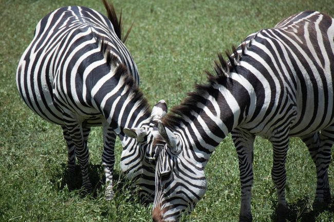 Amazing　Tanzania！　３　ンゴロンゴロが凄いよ～