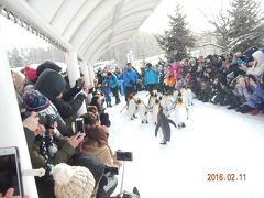 北海道へ！2016雪まつりと旭山動物園♪