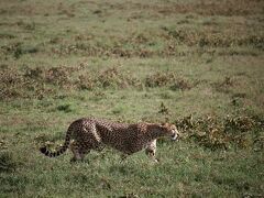 Amazing　Tanzania！　４　やっぱり「ンドゥトゥ」は最高～