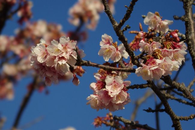 立春を迎え、春一番が吹くと思い浮かぶのは、桜の季節。梅が咲いたばかりなのに何をバカなと思わないで！<br />早咲きの河津桜は有名ですが、千葉にもあるんです、ピンクの濃い早咲き桜が。<br />「元朝（がんちょう）桜」と呼ばれています。「建国記念の日」には、ちょうど見ごろを迎えていました。<br />海岸に近い高台に植えられているため、外房の眺めもとてもいいです。<br />その後、花摘みで有名な千倉に行きました。ストック・キンセンカ・ポピー・矢車草などを摘み取ることが出来ます。<br />まだ寒い２月ですが、花いっぱいの南房総に行ってみませんか？<br />