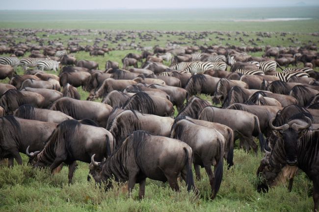 Amazing　Tanzania！　５　３６０度ヌーヌーヌー時々シマウマ（笑）