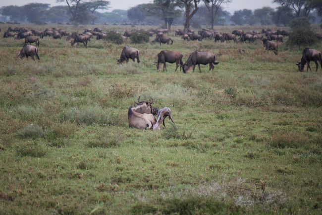 Amazing　Tanzania！６　ンドゥトゥで心が震える瞬間！！　命って素晴らしい!!!