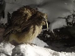 湯宿だいいち　シマフクロウと野鳥観察の旅