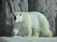 夜の旭山動物園～「雪明りの動物園」を見学しました