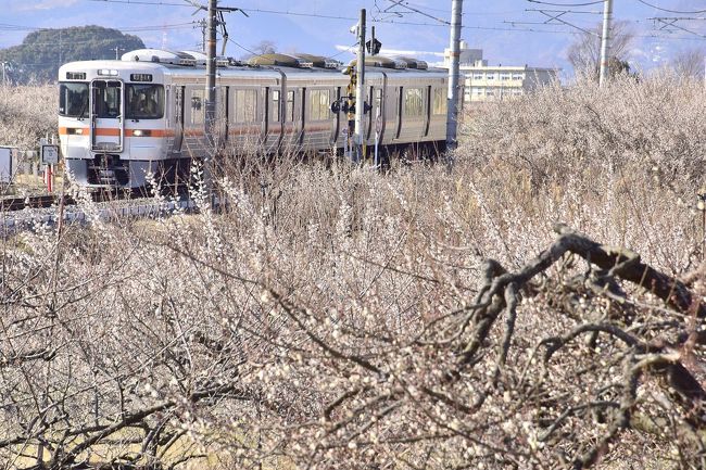 小田原・曽我梅林に咲く梅の花と、当日園内で開催されました流鏑馬を見に訪れてみました。