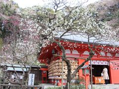 早咲きの梅が見頃となった鎌倉、桜と節分草も楽しめました♪