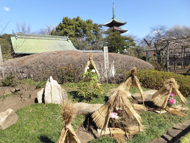 ２０１６年２月７日<br />冬牡丹鑑賞のために上野公園へ行きました♪<br /><br />「上野東照宮」の「ぼたん苑」。<br />ぼたん苑は冬牡丹が有名。<br />ちょうど見ごろを迎えている。<br />寒さや霜や雪から避けるために牡丹を雪囲いしてチャーミング。<br />ふっくらとした花は大きく、ボリュームがある。<br />赤、ピンク、黄色、白を基本とする４色で、<br />その中間色や複雑に色が入り込んだ珍しいものなど、<br />いろいろな色があり、<br />素晴らしい。<br />クリスマスローズ、マンサク、梅なども咲き、<br />また、五重塔の背景もあり、<br />牡丹との競演が素晴らしい。<br />ゆったりと眺めて♪