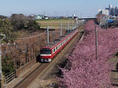 近場にドライブ、河津桜は７～８分咲き、ついでにコメダのクロノワールを食べてマーロウのプリン買ってきました