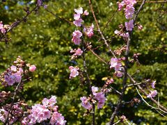 河津桜が咲き始めた二ヶ領用水 2016（川崎市中原）