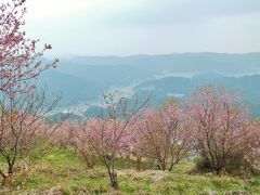 2月に咲く土佐の雪割り桜1,000本