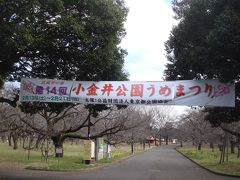 小金井公園のうめまつり