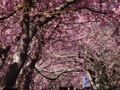 桜は咲いたが梅はまだかいな～(笑)－－－真冬の逃避行、伊豆へ、河津へ