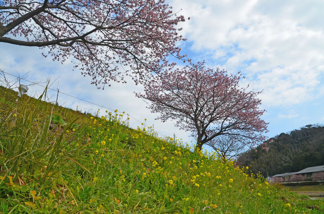 第18回みなみのさくらと菜の花まつりを見ようと車で出掛けました。<br />第3回は、道の駅「下加茂温泉 湯の花」周辺を歩きました。<br /><br />★南伊豆観光協会のHPです。<br />http://www.minami-izu.jp/