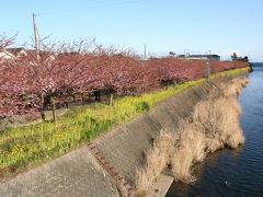 河津桜とみなみの桜と菜の花まつり（南伊豆）　2013年2月