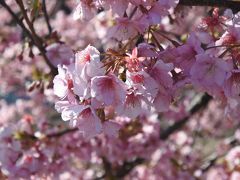 満開に近い河津桜見物→日帰り温泉→美味しい食事！