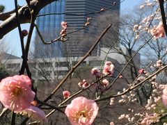 梅は咲いたか？咲きました(*´∀`) 大都会の真ん中で・・・梅の花を愛でた後は、江戸前寿司に舌鼓(*´∀`)