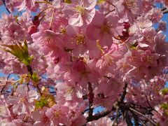 今日も、ふらっと聖崎公園に河津桜は満開で迎えてくれています。