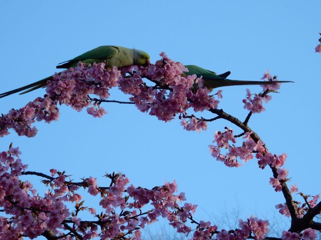 代々木公園の梅から1ヶ月後。<br />今度は河津桜です<br /><br />熱海や河津も良いけれど、手軽に花と鳥の撮影をするのであればお勧めです