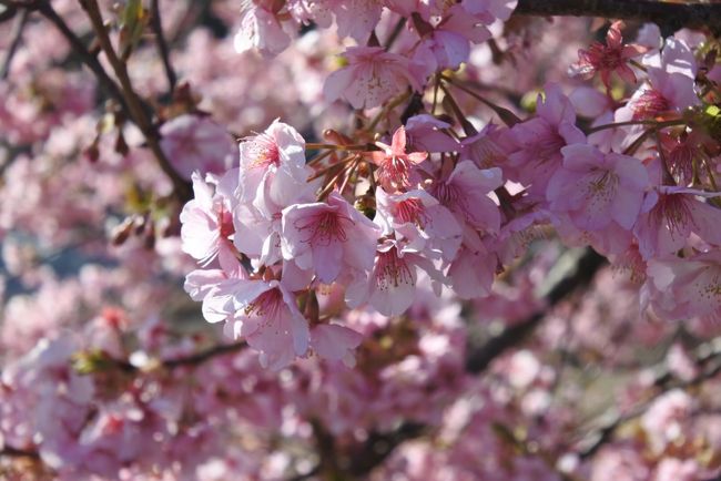 河津桜が7分咲きになっていると聞いたので日帰りで河津→赤沢温泉→熱海とドライブしてきました。天気もよく最高の休日となりました！