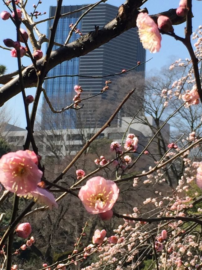 ふっと 梅の花が見たくなりました・・・<br />ふっらと 小石川後楽園に、梅を見に行きました・・・<br /><br />黄門様が名付け親の、小石川後楽園<br />こんな都会の真ん中で春の訪れ告げる梅の花が・・・<br /><br />青空に 雪かとまごう 梅の花<br /><br />咲き誇る花を愛でたその後は、時分はちょうど昼餉時・・・<br /><br />日本橋吉野鮨本店 <br />「江戸に生まれ 東京で育ち いまじゃ 日本をにぎりずし」<br />江戸前寿司 ごちそうさまでした(*´〜`*)