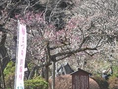 梅を追って　　　ＩＮ　　百草園