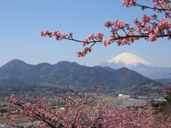 春色に染まる松田山：満開の河津桜と菜の花＋富士山もバッチリ！