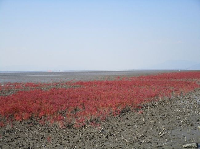 佐賀県の東与賀海岸は、シチメンソウの群生地で有名なところ。<br /><br />毎年11月になると真っ赤に色づくシチメンソウ。<br /><br />アカザ科の一年草で、12月に芽吹き、薄い黄緑色から徐々に赤くなっていく様子がシチメンチョウのトサカの色の変化に似ているということで名付けられたのだそうです。<br />