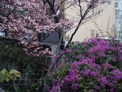 　あたみ桜とＭＯＡ美術館