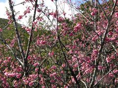 2月にお花見！＠奄美大島