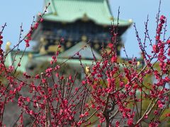 快晴の大阪城梅林で満開の梅を堪能し、西宮で戸田弥生の室内楽、大阪でウィーン放送響を聴く