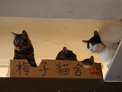 2016年の初香港は旧正月明けの3泊4日♪牛池灣村と梅子猫舎にいつものコースの2日目