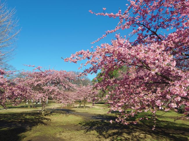 昨年に続いて、出勤前の河津桜。<br />なんと昨年は3/10に行っていました！今年は開花がだいぶ早いですね。<br />暖かい日が多かったからかなぁ。。それにしても早くてビックリ！！<br /><br />▼昨年の旅行記<br />http://4travel.jp/travelogue/10989701<br /><br />出勤前ということで、午前8時ぐらいに着いたのですが、思いのほか寒くて…<br />昨年よりもいろいろ周れなかった(;´Д`A ```<br /><br />さくっと、短い旅行記になります〜〜。