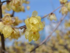 蝋梅＊梅☆大阪城公園梅林