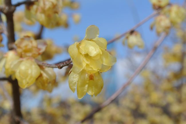 ヒマだったので、大阪城公園の梅林に行ってきました。<br />黄色いロウバイが終わりかけで、早咲きの梅がチラホラ…という感じでした。