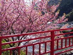 河津桜　心地よい風の中見に行く。