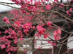 府中郷土の森　梅まつり