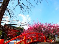 【下鴨神社】高く澄んだ空　陽光に輝く　光琳の梅