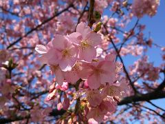 三浦海岸桜まつりに行ってきました！