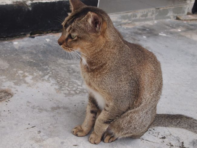 Sg50 シンガポールその14 Day4 2 シンガポールの猫島 セントジョンズ島へ遠足 シンガポール シンガポール の旅行記 ブログ By うなぎ猫 さん フォートラベル