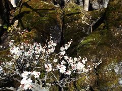 石山寺の観梅と叶匠寿庵