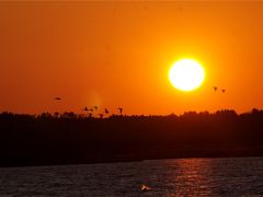 オオワシに会いに2016。夕焼けと野鳥が最高！2月の涸沼通い