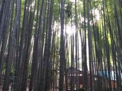 報国寺から江の島へ