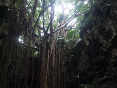 【3日目】真冬の沖縄食い倒れツアー。（3日目は食い倒れじゃなく、ガンガラ―の谷で琉球の神秘と対峙する）