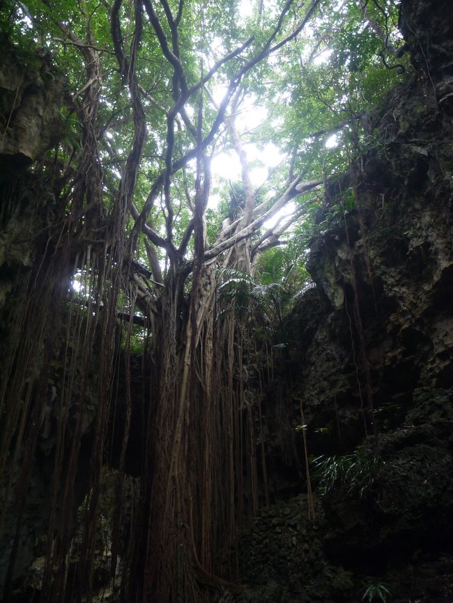 なかなか旅行に行くことが出来なかったここ半年。<br />「沖縄行きたい衝動」がピークに達したため、初めて沖縄に行くという友人と共に真冬の沖縄に行ってきました。<br /><br />実は、僕は今回が丁度10回目の沖縄。<br />今回の旅は王道の行程なんですが、王道の中でもまだ行っていないスポットもたくさんあり、そんなスポットを交えての行程にしてみました。<br />…主に、美味しいものを求めてですが！笑<br /><br />泳がなければ、料金も安めで、勿論関西よりも暖かいわけで、冬の沖縄は結構おススメです。<br />拙い文章ですが、お付き合いいただければ幸いです。<br /><br /><br />（ダイジェストスケジュール）<br />1日目<br />①伊丹から那覇へ?<br />②国際通り裏路地のzootonsで絶品アボガドベーコンチーズバーガー<br />③牧志公設市場をひやかしてみた<br />④沖縄一のサーターアンタギーを求めて迷走<br />⑤海中道路をドライブ<br />⑥地元スーパー「サンエー」で買い出し<br />⑦ホテルにチェックイン<br /><br />2日目←この旅行記は2日目<br />①朝ラン、残波岬へ<br />②自慢の朝食うま～！<br />③古宇利島ドライブ<br />④山原食堂のソーキそば<br />⑤桜祭りin今帰仁城跡<br />⑥弾丸美ら海水族館<br />⑦SAMSレストランのステーキディナー&amp;国際通りをウロウロ<br />⑧ペンギンバー！！？<br /><br />3日目←ココです。<br />①20分滞在のおきなわワールド<br />②沖縄の神秘に出会う「ガンガラ―の谷」<br />③空港食堂は地元の味<br />④那覇から伊丹へ?<br /><br />（FLIGHT)<br />1/30 ITM-OKA NH763 B787-8 JA812A<br />2/1  OKA-ITM NH766 B777-200 ????<br /><br />（宿泊）<br />1/30 ホテル日航アリビラ　スーペリアツイン<br />2/1　沖縄かりゆしアーバンリゾート・ナハ　プレミアムフロア<br /><br />（費用）<br />日本旅行　赤い風船「スーパーチャンス沖縄」　48,800円（航空券、ホテル代、レンタカーなど込）<br />滞在費　18,000円<br /><br />合計66,800円<br />